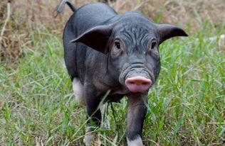 国产黑猪淘汰了吗视频,传承与创新之路